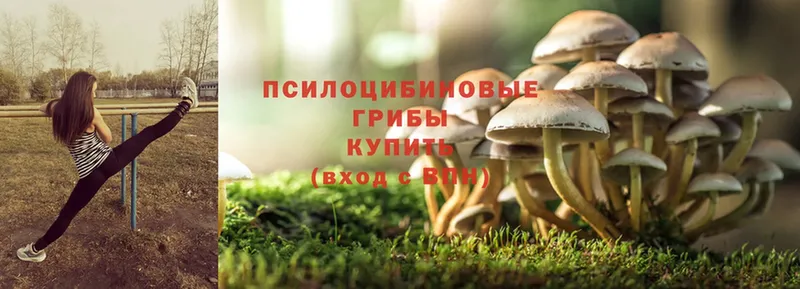 MEGA ССЫЛКА  Истра  Псилоцибиновые грибы MAGIC MUSHROOMS  наркота 